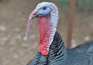 Detalle de la cabeza del pavo macho [Pavo]