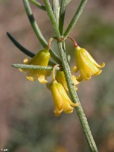 Flores de esparraguera marina (Asparagus maritimus)