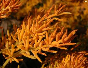 Tallos de esparraguera marina (Asparagus maritimus)