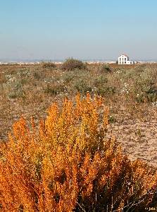 Hbito y hbitat de Asparagus maritimus en Las Encaizadas del Mar Menor