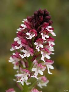 Detalle de las flores de la orqudea Orchis ustulata