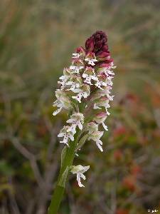 Inflorescencia de la orqudea Orchis ustulata