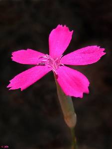 Flor del clavelillo de la Almenara (Dianthus anticarius subsp. saorinii)