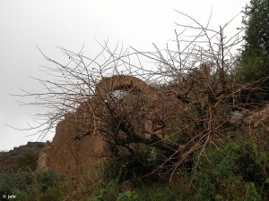 Hbito en invierno de la tapenera de las sierras mineras (Capparis zoharyi)