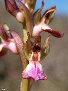 Flores de Orchis collina