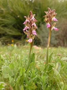 Hbito y hbitat de Orchis collina