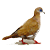Trtola