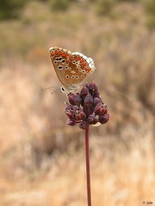 Sierra Espua