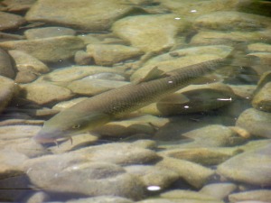Barbo