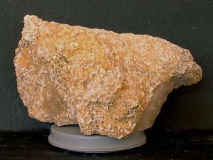 Fragmento de coral (Tarbellastrea sp.) del Mioceno superior de Campos del Ro.Ejemplar del Aula de la naturaleza del Rellano (Molina de Segura).[Fsiles]