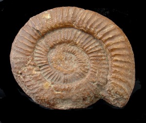 Molde interno en caliza de un ammonites del Jursico superior de Fortuna.  [Fsiles]
