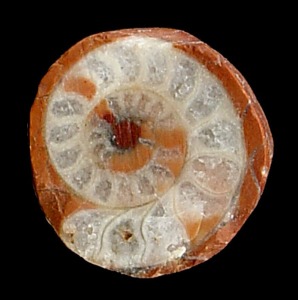 Seccin de un ammonites donde se aprecian muy bien los tabiques que dividen la concha transversalmente y las cmaras donde ha recristalizado calcita. [Ammonites]