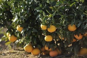  Limonero de La Egesa 