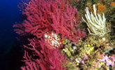 Ecosistema marino