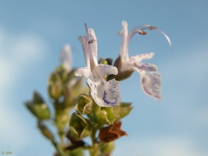 Atamara