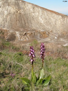 Llano del Beal