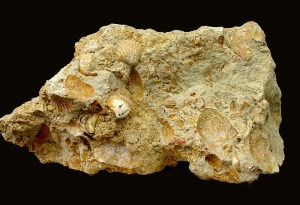 Margocaliza con moldes internos de bivalvos (Cardium sp.). Del Mioceno superior del Puerto de la Cadena (Murcia) [bivalvos]