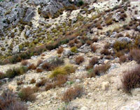 Calzada de Ychar [destacado]
