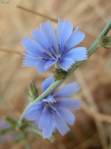 Ro Argos