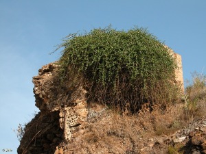 Mina del Inoncente