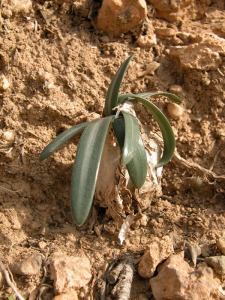 Bolnuevo