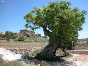 Socovos (Albacete)