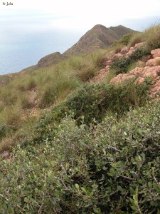 Cabo Tioso
