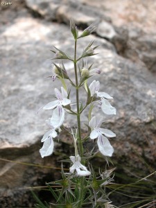 Sierra Espua