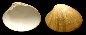 Callista: Ejemplar actual de Callista chione. Longitud = 7 cm 