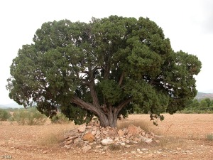 Cortijo de Priego-Moratalla