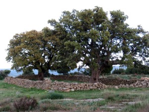 El Calar de las Cuevas de Zan, tiene, adems del inters geolgico, otros valores naturales e histricos que le confieren un gran potencial para usos culturales. En la foto dos grandes sabinas