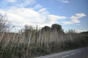 Camino a La Albufera-ca�as 