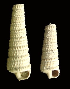 Ceriticeos del Pleistoceno de Cartagena, que conservan la concha original [gasteropodos]