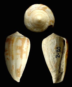 Conus sp. del Pleitoceno de Cartagena que conserva parcialmente la coloracin de la concha. Longitud = 5 cm [gasteropodos]