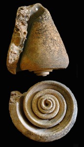 Molde interno de Conus sp. del Mioceno superior de la cuenca de Lorca. Longitud = 8'5 cm [gasterpodos]
