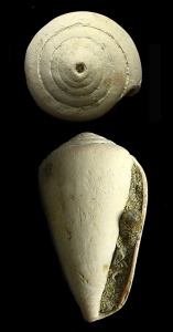 Conus sp. del Pleistoceno de (Escombreras) Cartagena. Longitud = 6 cm [gasterpodos]