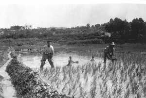 Plantaci�n de arroz en 1956