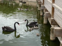Cisne Negro