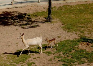 Gamo