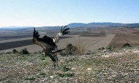 Liberacin de un ejemplar del buitre leonado