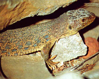 Lagarto ocelado