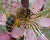 Abejas