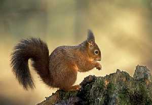 Ardilla comn