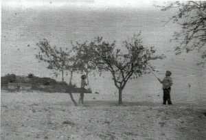 Ram�n El Aguja y su nieto cogiendo almendras