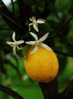 Limn en flor