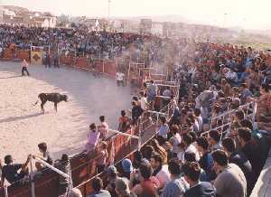  Fotografa de una suelta de vaquillas [Archena_Fiestas del Corpus]
