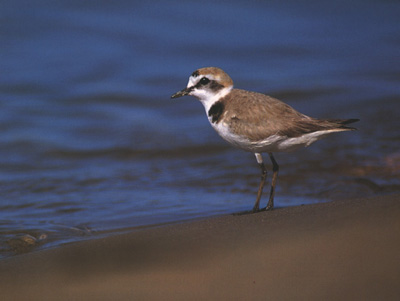 Ejemplar de chorlitejo patinegro en la orilla de una playa arenosa. (Charadrius alexandrinus). 