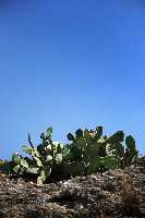 ricote 11