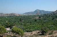 Vivero de Ricote
