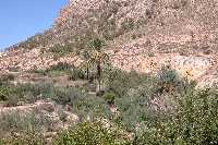 Palmeral